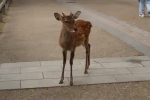 2025-10-00 Kyoto, Japan - Kyoto (14).webp